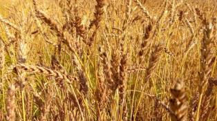 ИА "Тюменская линия"