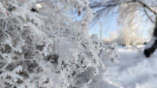 Инна Пахомова, ИА "Тюменская линия"