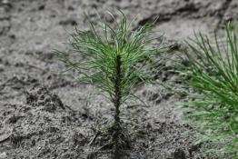 Сергей Елесин, ИА "Тюменская линия"