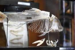 Сергей Елесин, ИА "Тюменская линия"
