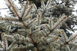 Сергей Елесин, ИА "Тюменская линия"
