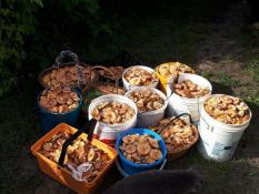 ИА "Тюменская линия"
