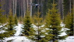 департамент лесного комплекса Тюменской области