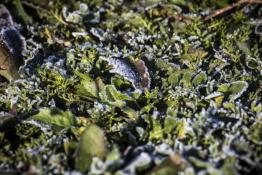 Сергей Елесин, ИА "Тюменская линия"
