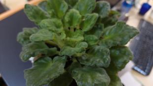 Инна Пахомова, ИА "Тюменская линия"