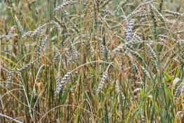 Сергей Елесин, ИА "Тюменская линия"