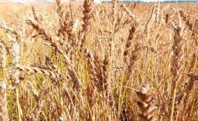 ИА "Тюменская линия"