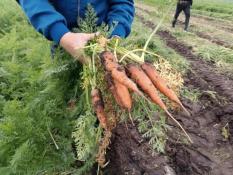 ИА "Тюменская линия"