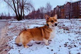  из Telegram-канала главы Тобольска Петра Вагина