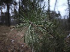 ИА "Тюменская линия"