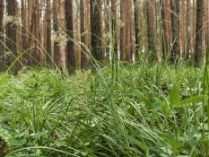 ИА "Тюменская линия"