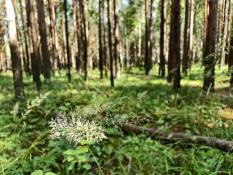 ИА "Тюменская линия"