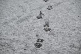 Сергей Елесин, ИА "Тюменская линия"