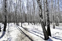 Сергей Елесин, ИА "Тюменская линия"