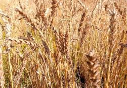 ИА "Тюменская линия"