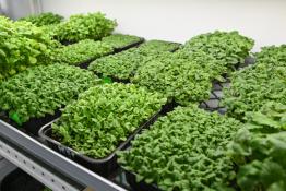 Сергей Елесин, ИА "Тюменская линия"