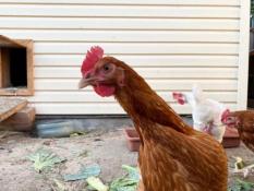 ИА "Тюменская линия"