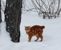 ИА "Тюменская линия"