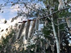 ИА "Тюменская линия"