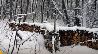 департамент лесного комплекса Тюменской области