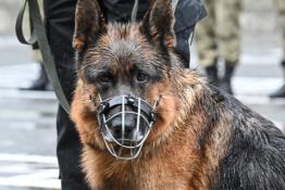 Сергей Елесин, ИА "Тюменская линия"
