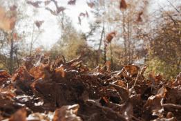 Сергей Елесин, ИА "Тюменская линия"
