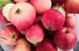 ИА "Тюменская линия"