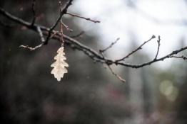 Сергей Елесин, ИА "Тюменская линия"