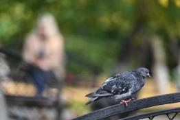 Сергей Елесин, ИА "Тюменская линия"