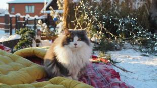 Инна Пахомова, ИА "Тюменская линия"