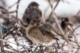 Сергей Елесин, ИА "Тюменская линия"
