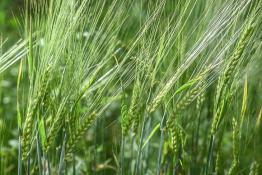 Сергей Елесин, ИА "Тюменская линия"
