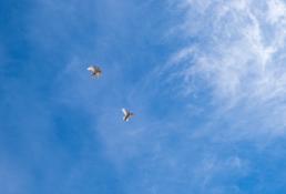 Проект "Любовь и голуби", Ишимский РДК в ВК