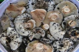 Сергей Елесин, ИА Тюменская линия