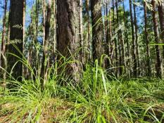  ИА "Тюменская линия"