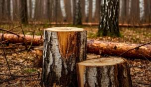 департамент лесного комплекса Тюменской области