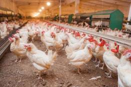 птицефабрика "Пышминская" (архив)