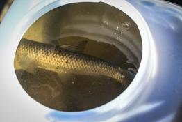 Сергей Елесин, ИА "Тюменская линия"