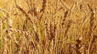 ИА "Тюменская линия"