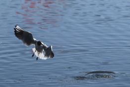 Сергей Елесин, ИА "Тюменская линия"
