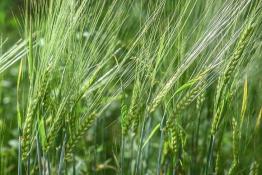 Сергей Елесин, ИА "Тюменская линия"