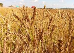 ИА "Тюменская линия"