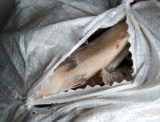 управление Россельхознадзора по Тюменской области, ЯНАО и ХМАО - Югре