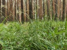 ИА "Тюменская линия"