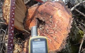 департамент лесного комплекса Тюменской области