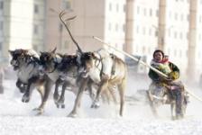 Женская доля. День оленевода. Надым. март 2012, фото С.Русанова